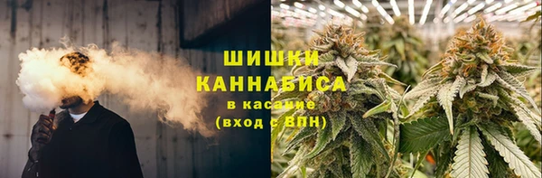 сатива Беломорск